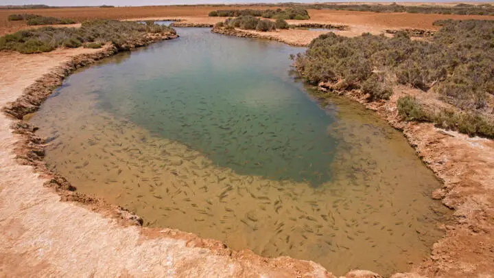 Fish Pedicure at Imlili