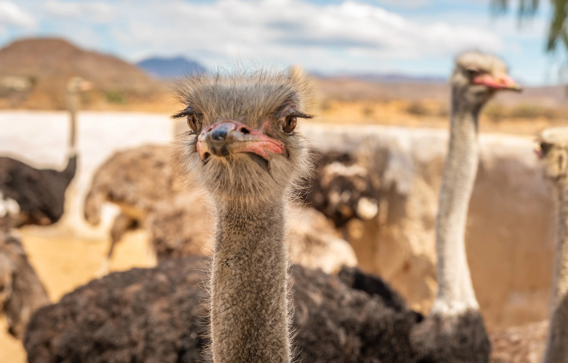 Ostrich